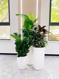 专业盆景租摆，宁波余姚的绿色艺术盛宴